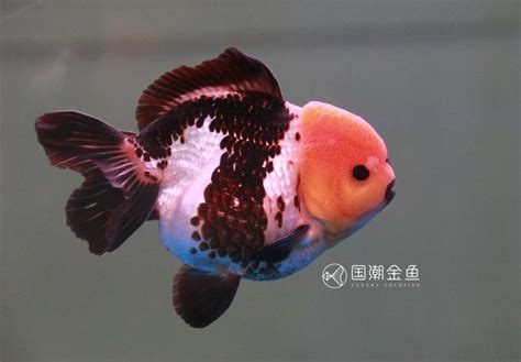 金魚頭瘤白白的|【魚病疑難雜症】金魚常見疾病(一)白點病